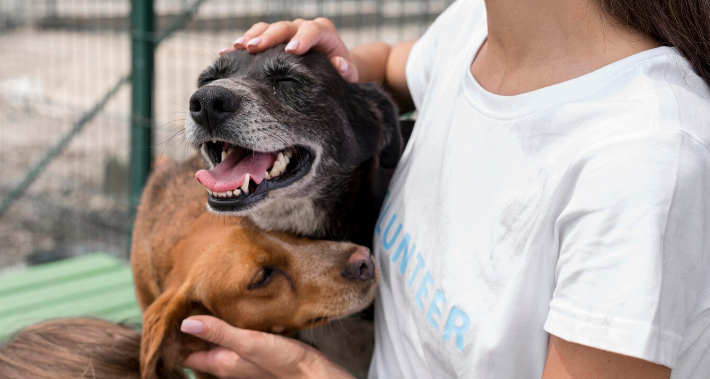 Role of volunteers in animal welfare